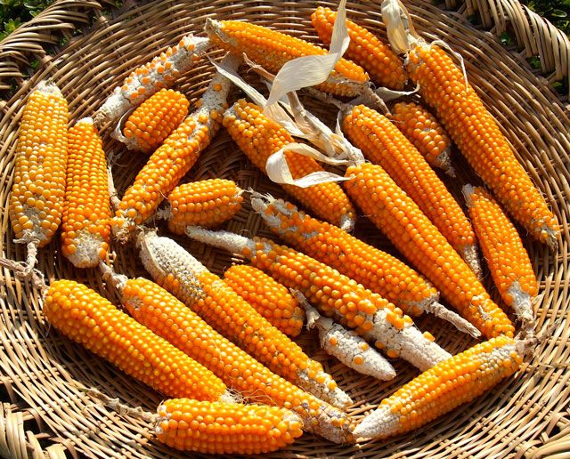 収穫された爆裂種のとうもろこし