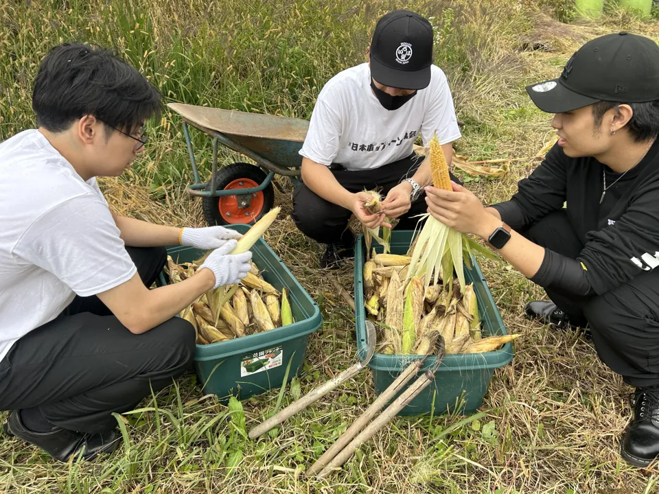 収穫したとうもろこしの選別作業