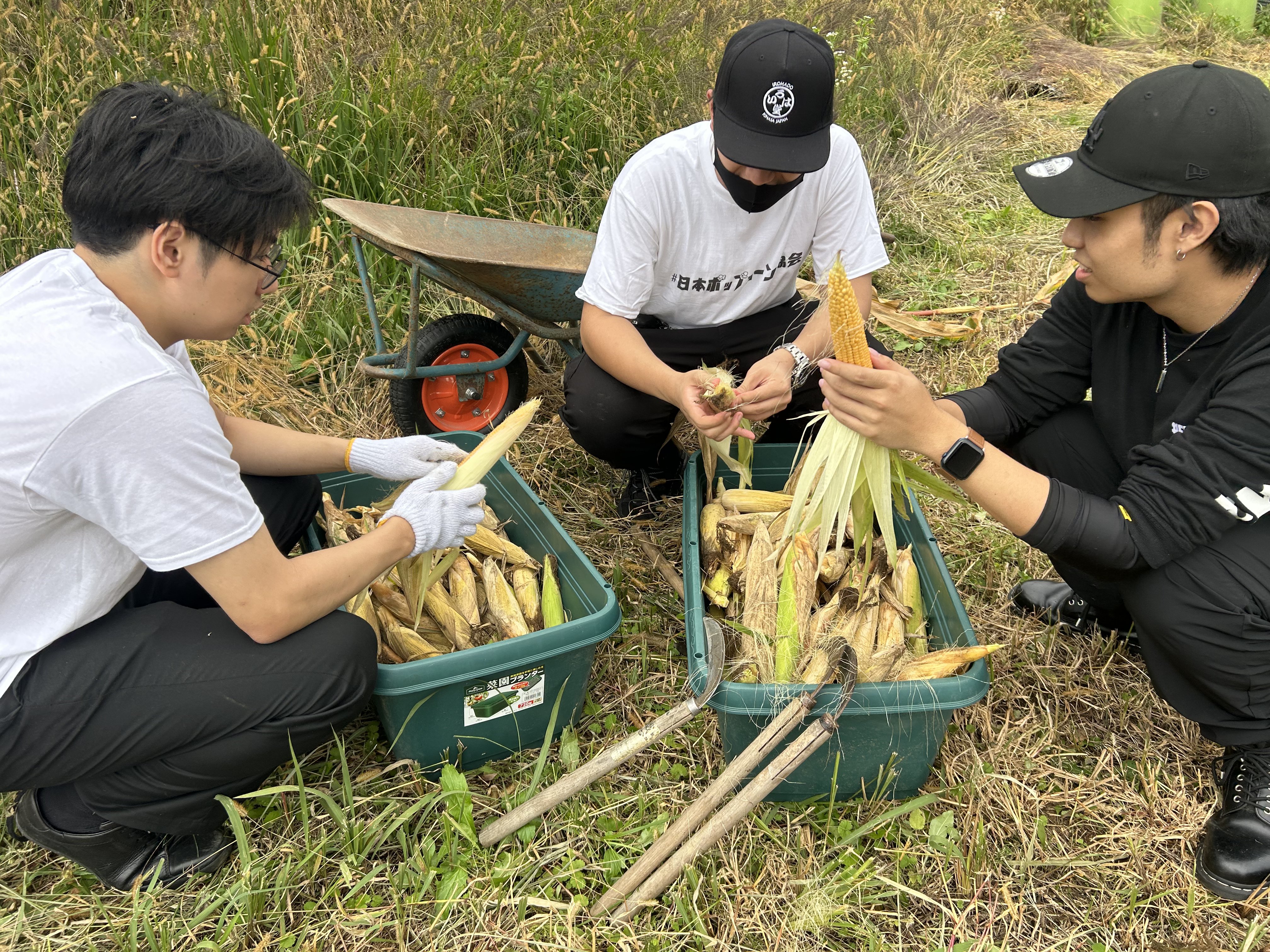収穫したとうもろこしの選別作業